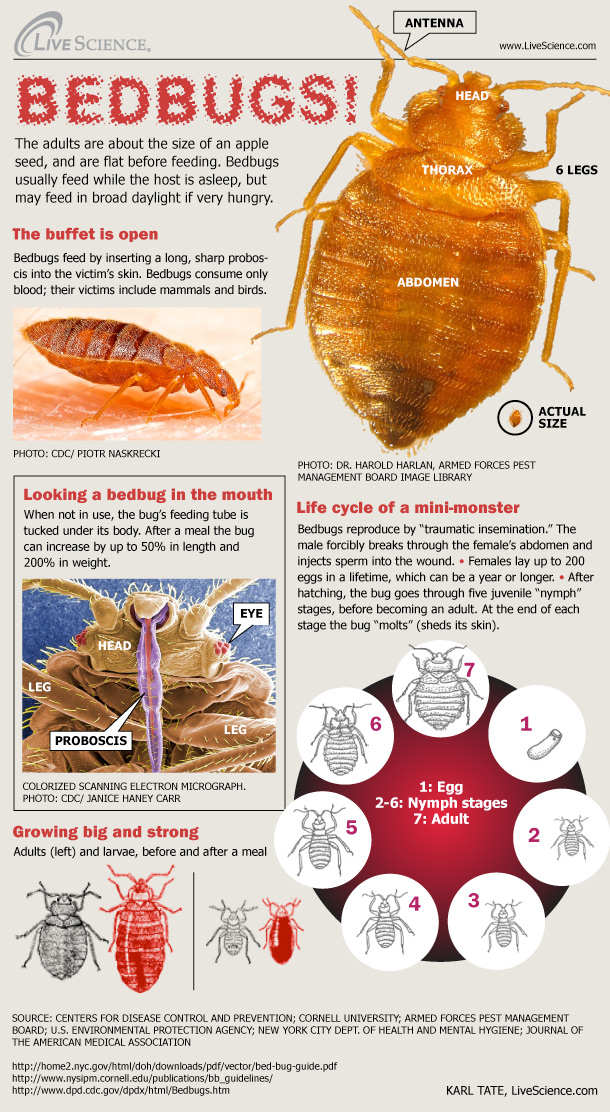 bed-bugs-growth-stages-information-100921-02-2