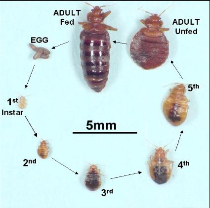 Compared - Clear-Cut Methods Of bed bug heat treatment ...