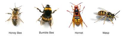 Different kinds of bees and wasps